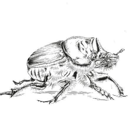 S15 Dung Beetles3