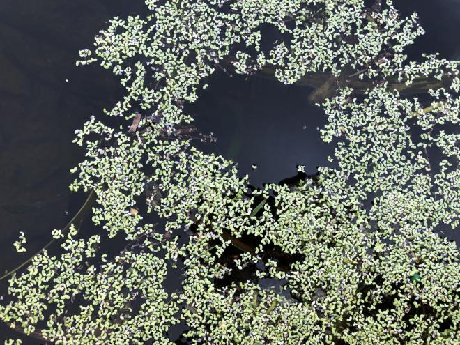 Waterways Aquatic Plants 1