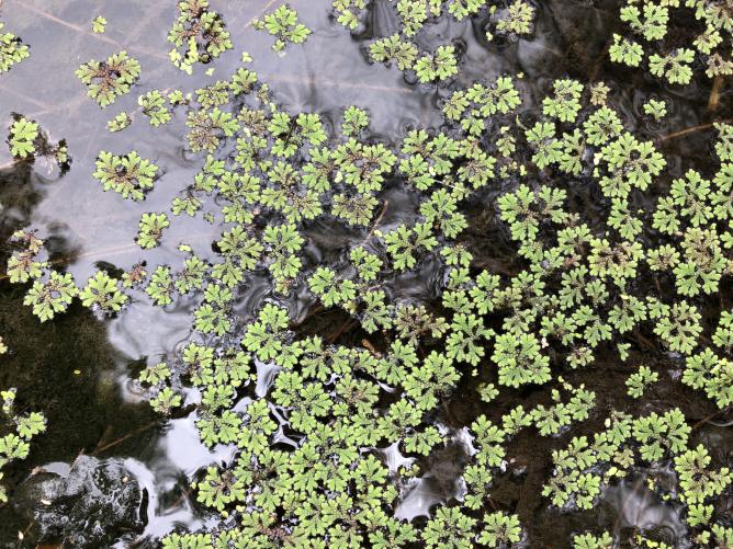 Waterways Aquatic Plants 3