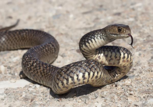 Eastern Brown Snake 1