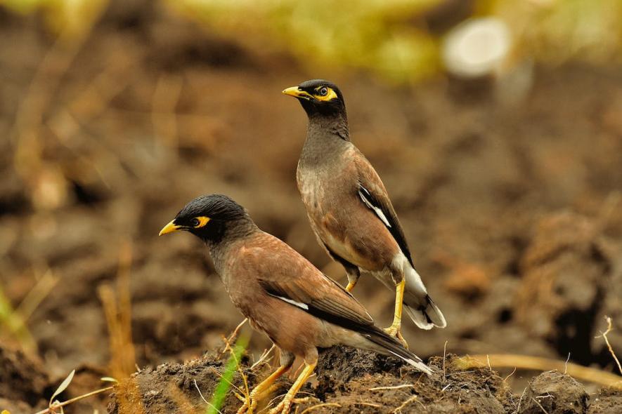 pest page Myna birds