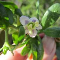 African Boxthorn 