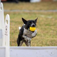 Animal Dog Jumping at Paws in the Park3