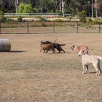 Park Dog Park 4