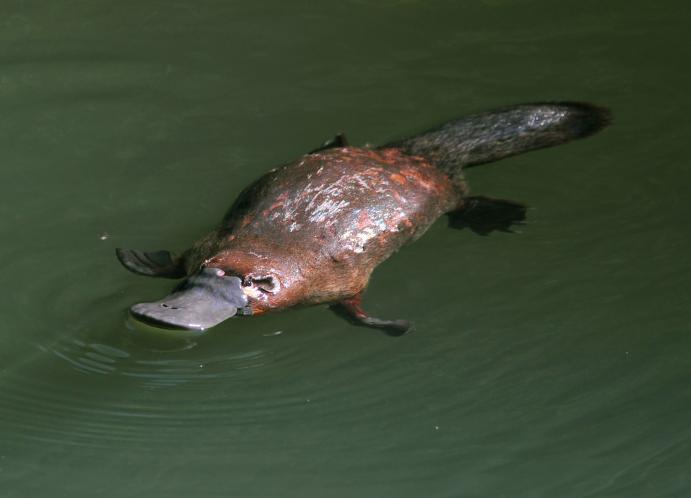 Platypus in River 003